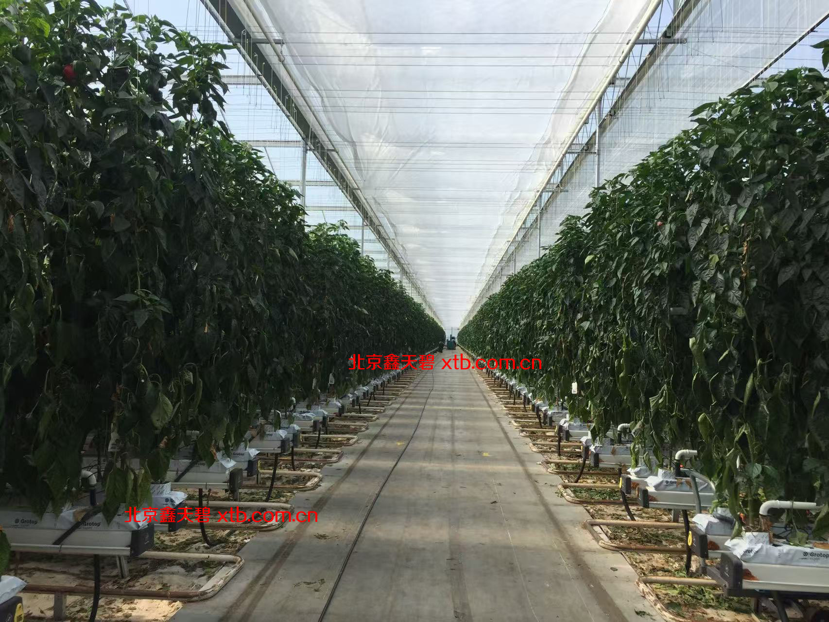 大型连栋温室施工现场航拍图